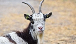 Điểm mặt những con giáp may mắn và xui xẻo nhất tháng Âm lịch cuối cùng năm 2021