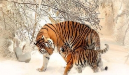 Sinh con gái năm Nhâm Dần có 'đáng sợ' như nhiều người nghĩ?