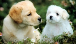 4 tuổi thành công rực rỡ năm 2022: Tuổi Ngọ thời tới cản không nổi, tuổi Mùi cát tinh chiếu rọi