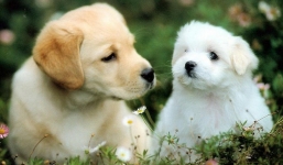 Tử vi Giáp Tuất 1994 năm Nhâm Dần: Nữ đề phòng thị phi, nam khó khăn chốn quan trường