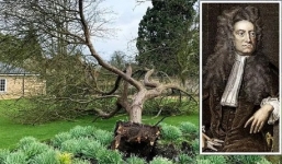 'Cây táo Newton' bị bão Eunice đánh bật gốc