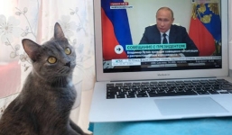 Sau VĐV, nghệ sĩ, tỷ phú... đến những chú mèo Nga cũng bị trừng phạt