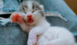 Phát hiện mới: Người nuôi mèo khỏe mạnh và hấp dẫn hơn nhờ một loại ký sinh trùng