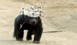 Sinh vật đáng sợ nhất thế giới: Ăn thịt rắn độc, giỡn mặt sư tử và không 'ngán' đối thủ nào