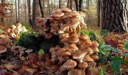 Sinh vật lớn nhất hành tinh: Nặng tới 35.000 tấn, ẩn mình trong lòng đất nhưng rút cạn sự sống 600 loài cây