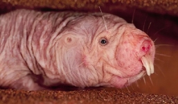 Sinh vật xấu đến gai người nhưng sở hữu siêu năng lực sống lâu, trẻ dai, nín thở 18 phút