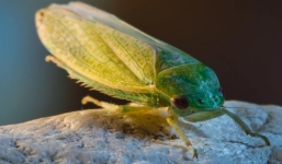 Loài gián sạch sẽ nhất thế giới, nhờ nhan sắc mà được biệt đãi trở thành thú cưng của con người