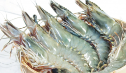 2 bộ phận tưởng bổ của tôm nhưng lại cực độc, gây hại đến cơ thể