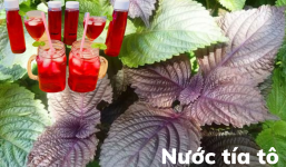 Tác dụng phụ khi lạm dụng nước tía tô vào mùa hè