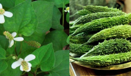 4 loại lá có sẵn trong vườn nhà giúp giảm mẩn ngứa, rôm sảy, cực tốt với trẻ nhỏ