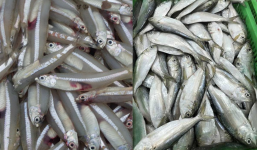 Khi đi chợ thấy 5 loại cá này thì mua nhanh, sạch 100%, vừa ngon vừa bổ, cực đưa cơm