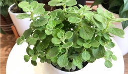 Bí quyết để ngôi nhà quanh năm không thấy một con muỗi nhờ trồng 4 loại cây này