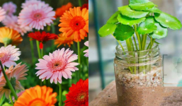 4 loại cây như 'cỗ máy in tiền', đặt 1 chậu trong nhà vừa đẹp, vừa rủng rỉnh tiền bạc