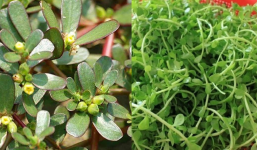 5 loại rau từng được bị cho là món nhà nghèo bỏ đi, giờ lại được săn lùng vì tác dụng quý