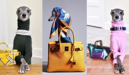 Khi thú cưng diện đồ hiệu: Độ trendy chắc chắn các tín đồ thời trang 'lép vế' 