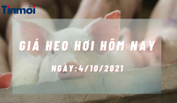 Giá heo hơi hôm nay 4/10: Ba miền tiếp tục giảm mạnh trong tuần tới, chạm đáy 41.000đ/kg