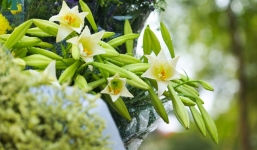 Có cho thêm tiền cũng không được 'rước' những loại hoa này về nhà, 'sát thủ ngầm' hại sức khỏe, hao tiền tài