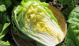 Đông đến, 'team sành ăn' nô nức mua cải thảo, nhưng nên né những cây kiểu này kẻo khi nấu bị ‘xu cà na’