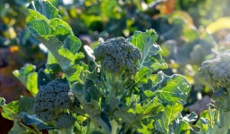 Những loại rau quả ăn không biết chán nhưng 'bẩn hơn rác', nơi trú ngụ của vô số vi khuẩn, lo mà chế biến cho khéo