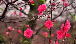 Đây là mẹo để đào - mai nở 'tưng bừng khói lửa' đúng mùng 1 tết, khách đến chơi mê mệt: Đuổi cũng không về