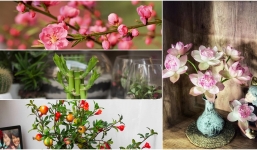 Hoa tết: Ngoài đào mai đây là những loài cây được ví như 'cần câu tiền', Tết trưng trong nhà gia chủ giàu 'ú na ú nù'
