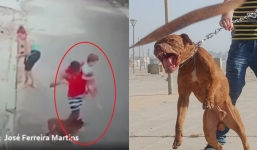 Toát mồ hôi hột quá trình giải cứu bé trai bị chó Pitbull 'nhai chân', thái độ người phụ nữ gây tranh cãi