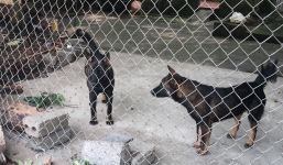 Vụ bé trai bị đàn chó cắn tử vong: Chủ thường cho ăn nội tạng gia cầm sống rồi thả ra chợ