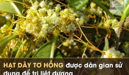 Có nên chữa liệt dương bằng bài thuốc Nam dòng họ Đỗ Minh không?