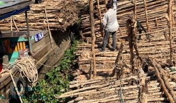 Cừ tràm đang trở thành vật liệu xây dựng kinh tế nhất hiện nay