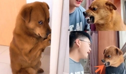 Rùng mình phát hiện bí mật gây sốc sau những video quay chó cưng để câu view