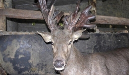 Nghệ An: Nhiều người đổ xô về xem cặp nhung nai “khủng” nặng gần 11kg