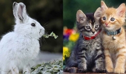 Vì sao năm Mão của Việt Nam là mèo, ở Trung Quốc lại là thỏ?