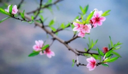 Đi chợ Tết, 5 cây cảnh này đắt đến mấy cũng mang về để 'rước' tài lộc vào nhà