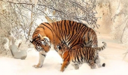 Xem ngày tốt khai trương, mở hàng năm 2023 cho tuổi Dần