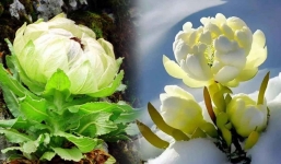 Loài hoa 'tiên dược' Thiên Sơn tuyết liên có thể cải lão hoàn đồng: Thực hư thế nào?