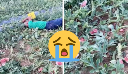 Nghệ An: Xót xa hoàn cảnh của cụ ông gào khóc thảm thiết, cùng cực khi ruộng dưa bị kẻ xấu phá bỏ