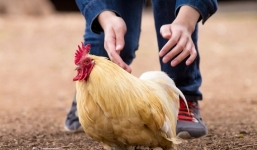 Gà nhà bị hàng xóm bắt trộm, chủ nhân báo cảnh sát điều tra và cái kết khiến dân mạng ‘dở khóc dở cười’