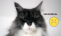 Thanh niên bắt mèo ra 'đứng đường' để kiếm tiền, ý tưởng sáng tạo khiến dân mạng cười sặc