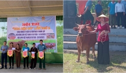 Nghệ An: Chùm ảnh người dân nô nức đi xem 'hoa hậu bò', các 'thí sinh' đủng đỉnh trình diễn