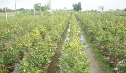 Bình Định: Mai vàng nở sớm bất thường, người trồng lo mất Tết