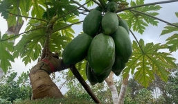 Mãn nhãn với cây ăn quả mọc đầy ở quê nay lên chậu cảnh giá vài chục triệu