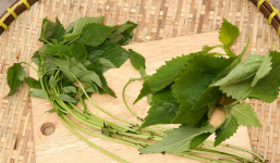 Kinh giới: Chế biến vô vàn món ăn, giá thành rẻ, nhưng là thuốc quý ít ai biết