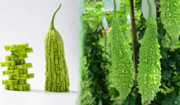 Mướp đắng: Loại quả khó ăn nhưng là vị thuốc quý, trẻ em người già ai cũng tìm đến