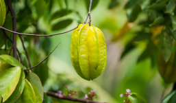 Khế: Khắc tinh của những bệnh về da, mọi bộ phận đều là vị thuốc quý, bất ngờ nhất là hoa khế