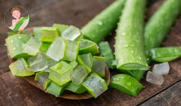 Nha đam: Loài cây được xem là 'ngọc nữ mùa hè', biết được công dụng tuyệt vời sau ai cũng đua nhau trồng