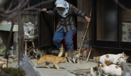 Khám phá đảo mèo: Nơi 'mèo làm vua', số lượng công chúa lông mềm gấp nhiều lần người