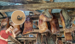 Những món ăn 'kinh khủng' nhất thế giới ít ai dám thử: Số 5 nhìn thoáng qua mà sởn da gà