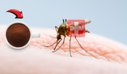 Số ca sốt xuất huyết tăng mạnh, ghim ngay mẹo đuổi muỗi cực nhạy, một đi không dám bén mảng tới