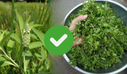 Loại rau mọc dại đầy trong vườn nhưng bổ ngang sâm quý, ít người biết mà bỏ qua cơ hội trường thọ