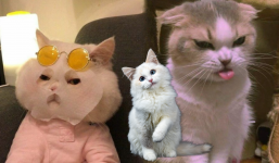 Dấu hiệu chứng tỏ bạn đã 'lọt vào mắt xanh' của loài mèo, muốn dứt chẳng được